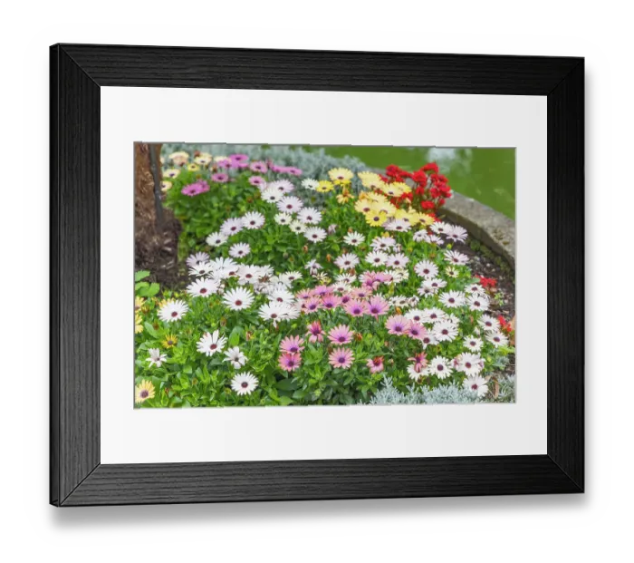 Framed Print : Angra do Heroismo, Terceira, Azores, Portugal. Multi-colored daisies at the Duke Of Terceira Garden