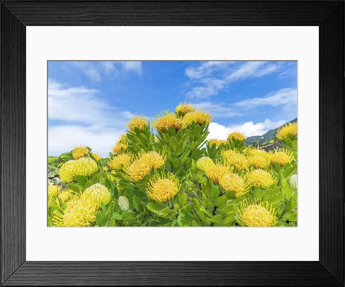 Framed Print : Aldeia da Cuada, Flores, Azores, Portugal. Yellow wildflowers on Flores Island