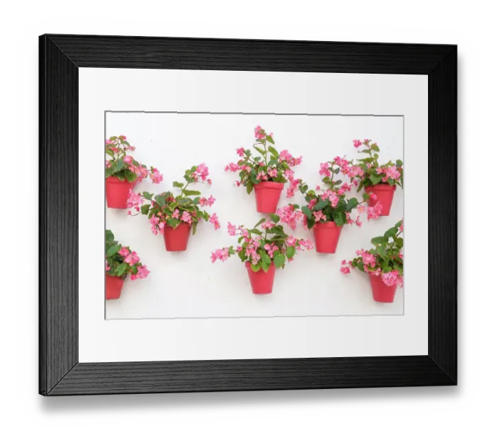 Framed Print : Marbella, Spain. Pink potted geraniums Framed Print : Marbella, Spain. Pink potted geraniums