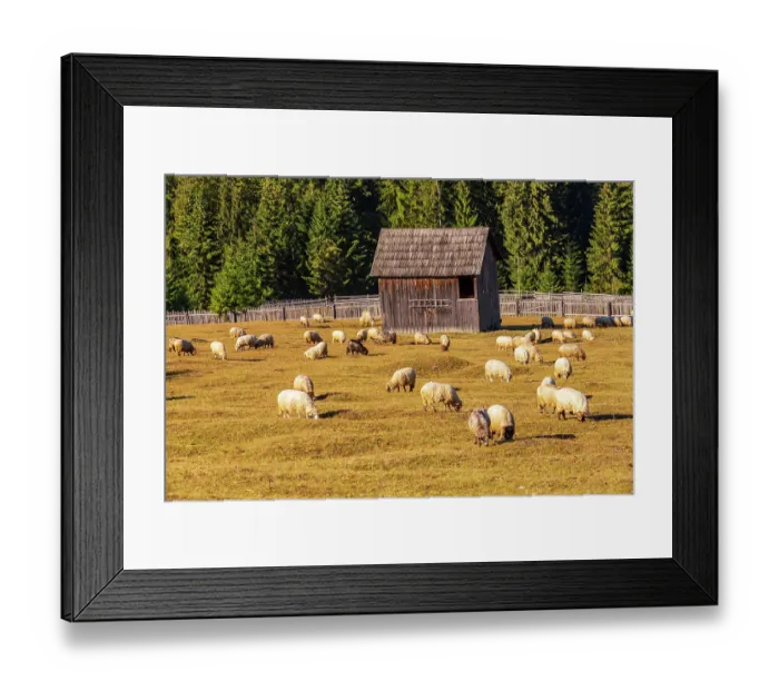 Framed Print : Romania, Transylvania, Carpathian Mountains. Bucovina. Grazing sheep Framed Print : Romania, Transylvania, Carpathian Mountains. Bucovina. Grazing sheep