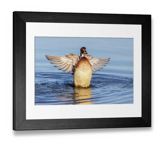 Framed Print : Wood duck male flapping wings in wetland, Marion County, Illinois Framed Print : Wood duck male flapping wings in wetland, Marion County, Illinois
