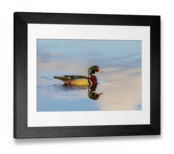 Framed Print : Wood duck male in wetland, Marion County, Illinois Framed Print : Wood duck male in wetland, Marion County, Illinois
