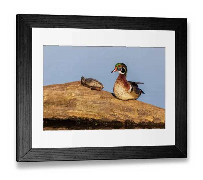 Framed Print : Wood duck male on log with painted turtle in wetland, Marion County, Illinois Framed Print : Wood duck male on log with painted turtle in wetland, Marion County, Illinois