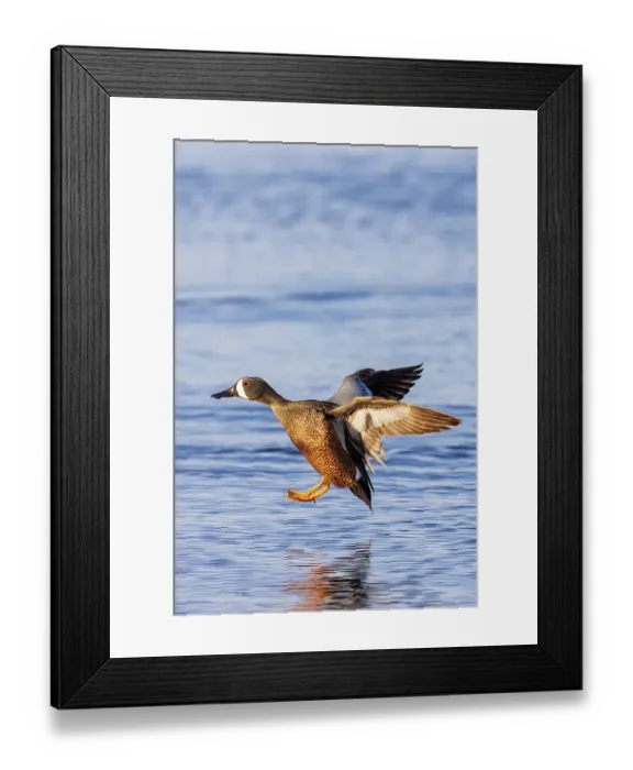 Framed Print : Blue-winged teal landing in wetland, Marion County, Illinois