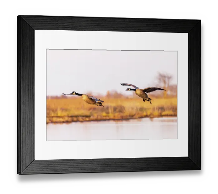 Framed Print : Canada geese landing in wetland late evening, Marion County, Illinois Framed Print : Canada geese landing in wetland late evening, Marion County, Illinois