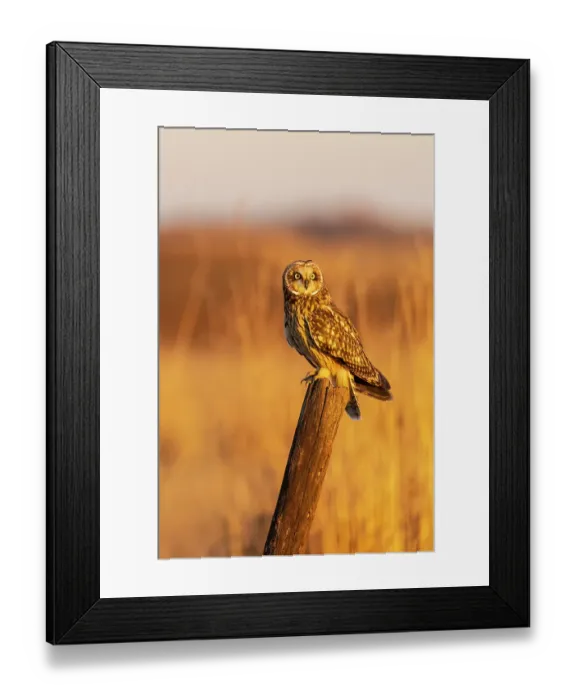 Framed Print : Short-eared owl perched on fence post Prairie Ridge State Natural Area, Marion County, Illinois Framed Print : Short-eared owl perched on fence post Prairie Ridge State Natural Area, Marion County, Illinois