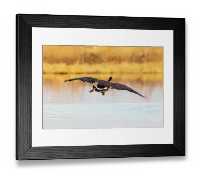 Framed Print : Canada goose landing in wetland late evening, Marion County, Illinois
