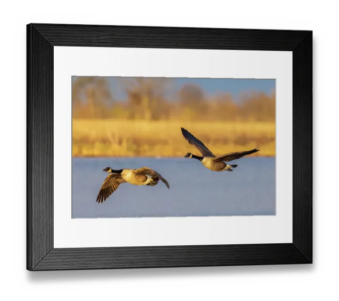 Framed Print : Canada geese landing in wetland late evening, Marion County, Illinois Framed Print : Canada geese landing in wetland late evening, Marion County, Illinois