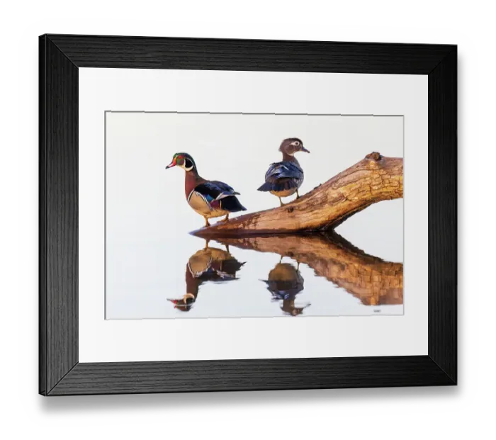 Framed Print : Wood duck male and female on log in wetland, Marion County, Illinois Framed Print : Wood duck male and female on log in wetland, Marion County, Illinois