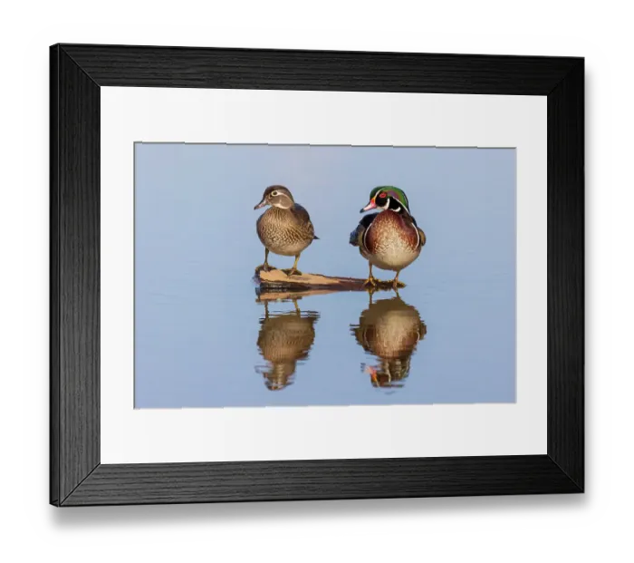 Framed Print : Wood duck male and female on log in wetland, Marion County, Illinois Framed Print : Wood duck male and female on log in wetland, Marion County, Illinois