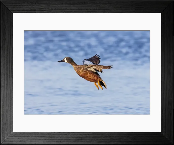 Framed Print : Blue-winged teal landing in wetland, Marion County, Illinois Framed Print : Blue-winged teal landing in wetland, Marion County, Illinois