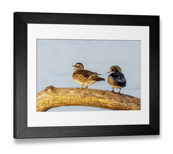 Framed Print : Wood duck male and female on log in wetland, Marion County, Illinois Framed Print : Wood duck male and female on log in wetland, Marion County, Illinois