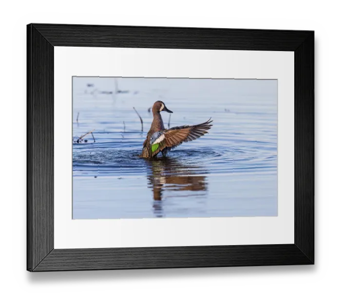 Framed Print : Blue-winged teal male bathing in wetland, Marion County, Illinois