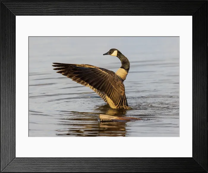 Framed Print : Canada goose bathing, flapping wings in wetland, Marion County, Illinois Framed Print : Canada goose bathing, flapping wings in wetland, Marion County, Illinois