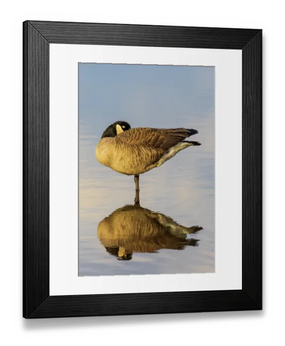 Framed Print : Canada goose in wetland, Marion County, Illinois Framed Print : Canada goose in wetland, Marion County, Illinois