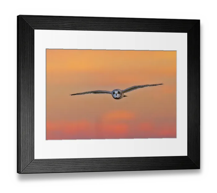 Framed Print : Short-eared owl flying at sunset, Marion County, Illinois Framed Print : Short-eared owl flying at sunset, Marion County, Illinois