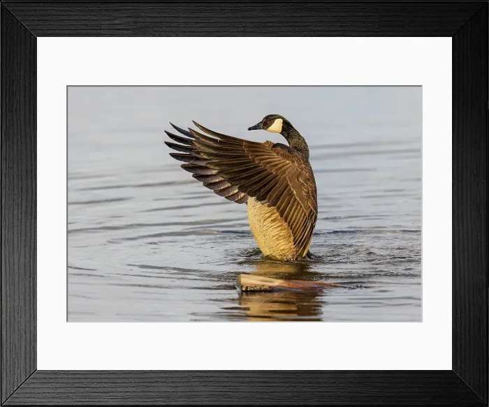 Framed Print : Canada goose bathing, flapping wings in wetland, Marion County, Illinois Framed Print : Canada goose bathing, flapping wings in wetland, Marion County, Illinois