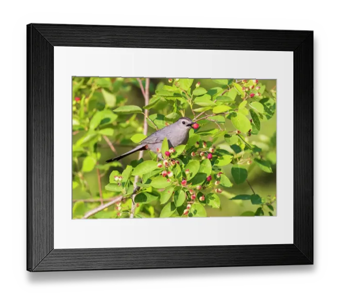 Framed Print : Gray catbird eating serviceberry, Marion County, Illinois Framed Print : Gray catbird eating serviceberry, Marion County, Illinois