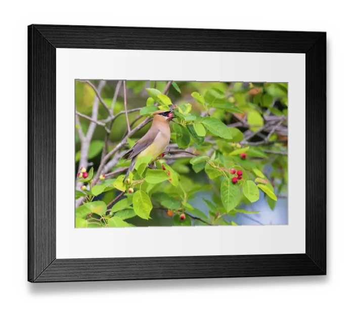 Framed Print : Cedar waxwing eating serviceberry, Marion County, Illinois Framed Print : Cedar waxwing eating serviceberry, Marion County, Illinois