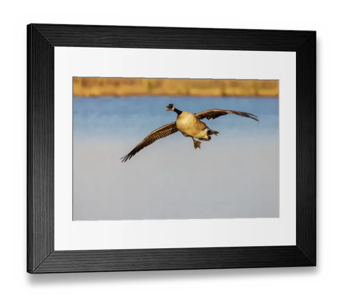 Framed Print : Canada goose landing in wetland, Marion County, Illinois Framed Print : Canada goose landing in wetland, Marion County, Illinois