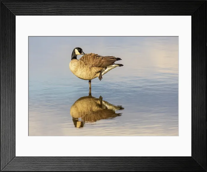 Framed Print : Canada goose in wetland, Marion County, Illinois Framed Print : Canada goose in wetland, Marion County, Illinois