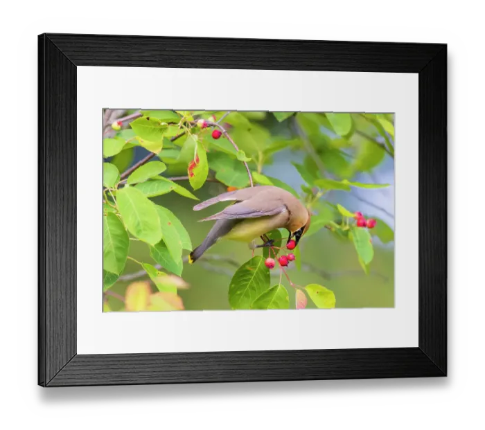 Framed Print : Cedar waxwing eating serviceberry, Marion County, Illinois Framed Print : Cedar waxwing eating serviceberry, Marion County, Illinois