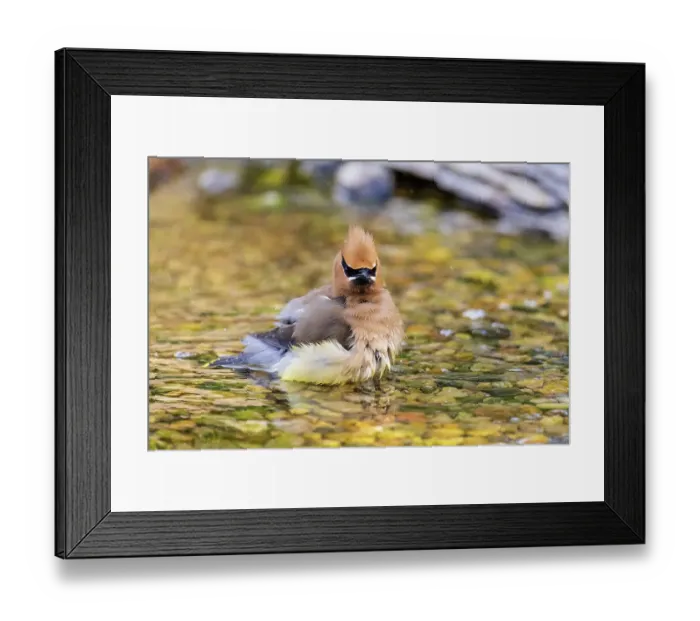 Framed Print : Cedar waxwing bathing, Marion County, Illinois Framed Print : Cedar waxwing bathing, Marion County, Illinois