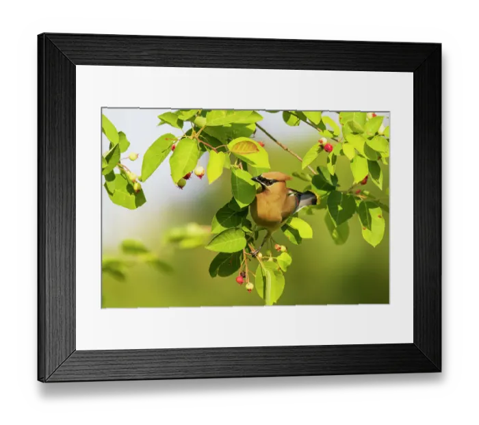 Framed Print : Cedar waxwing in serviceberry bush, Marion County, Illinois