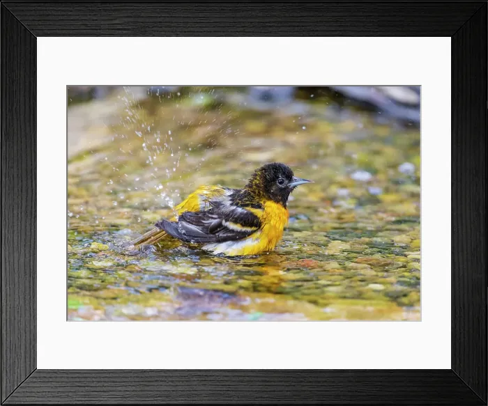Framed Print : Baltimore oriole female bathing, Marion County, Illinois