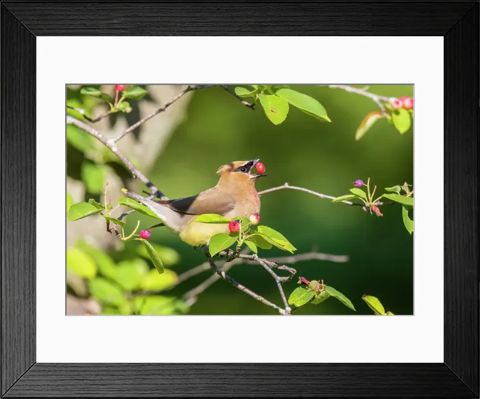 Framed Print : Cedar waxwing eating serviceberry, Marion County, Illinois Framed Print : Cedar waxwing eating serviceberry, Marion County, Illinois