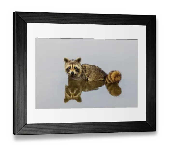 Framed Print : Raccoon feeding in wetland, Marion County, Illinois Framed Print : Raccoon feeding in wetland, Marion County, Illinois