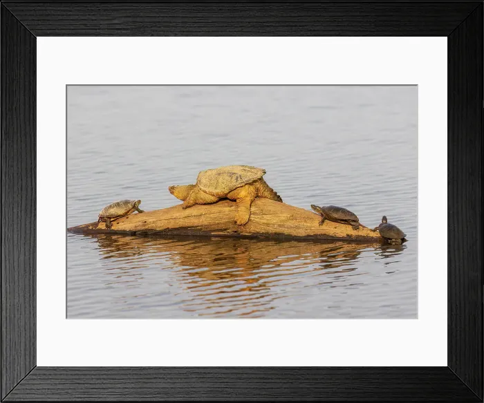 Framed Print : Common snapping turtle on log with Painted Turtles in wetland, Marion County, Illinois