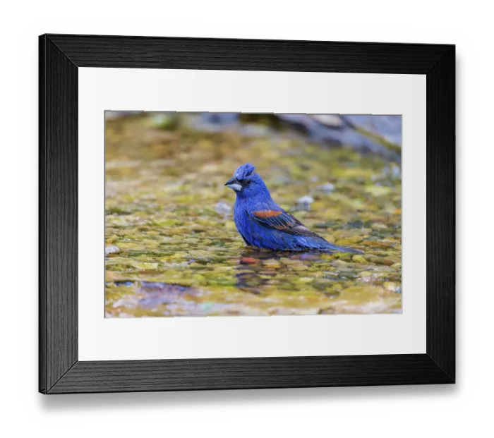 Framed Print : Blue grosbeak male bathing, Marion County, Illinois