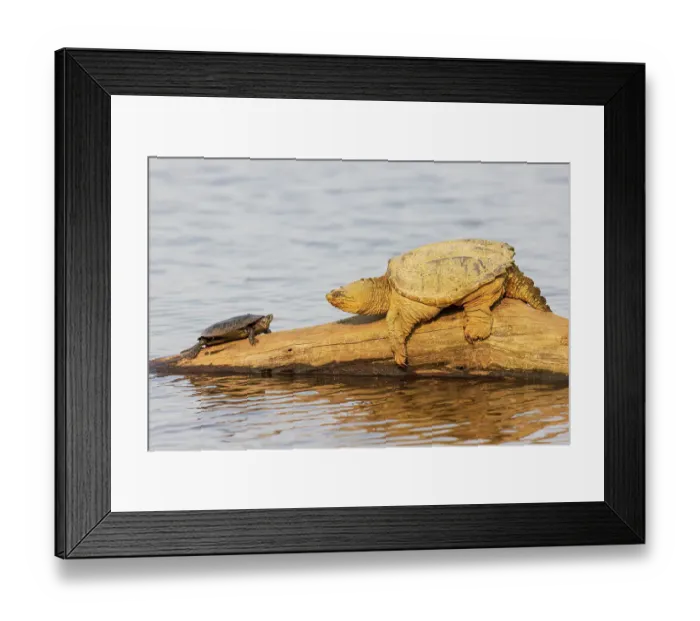 Framed Print : Common snapping turtle on log with painted turtle in wetland, Marion County, Illinois Framed Print : Common snapping turtle on log with painted turtle in wetland, Marion County, Illinois