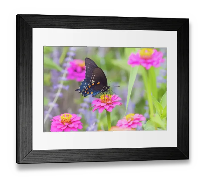 Framed Print : Pipevine swallowtail on zinnia, Marion County, Illinois Framed Print : Pipevine swallowtail on zinnia, Marion County, Illinois