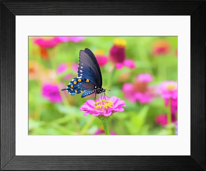 Framed Print : Pipevine swallowtail on zinnia, Marion County, Illinois