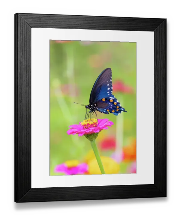 Framed Print : Pipevine swallowtail on zinnia, Marion County, Illinois