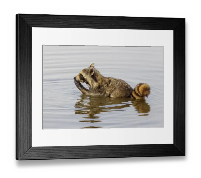 Framed Print : Raccoon feeding in wetland, Marion County, Illinois Framed Print : Raccoon feeding in wetland, Marion County, Illinois