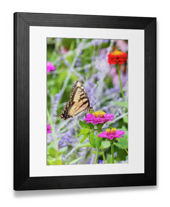 Framed Print : Eastern tiger swallowtail zinnia, Marion County, Illinois