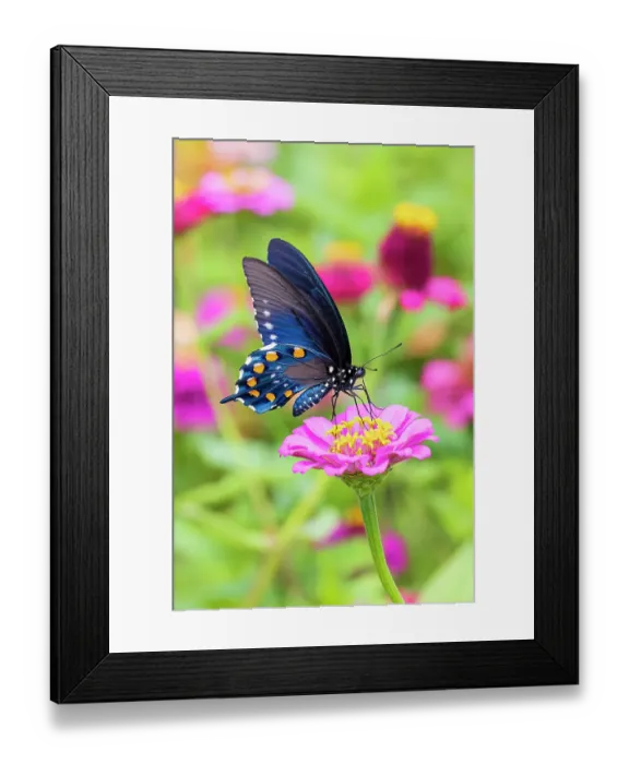 Framed Print : Pipevine swallowtail on zinnia, Marion County, Illinois