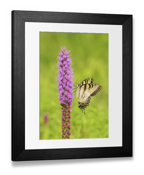 Framed Print : Eastern tiger swallowtail on prairie blazing star, Rock Cave Nature Preserve, Effingham County, Illinois
