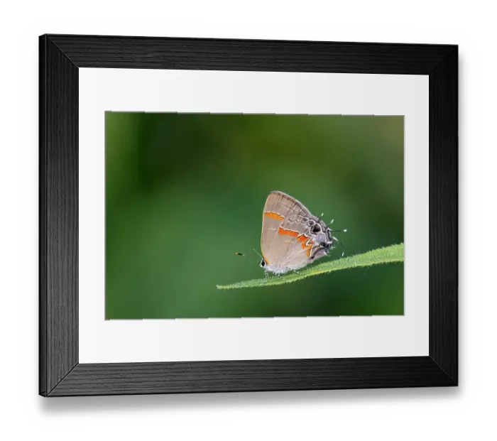 Framed Print : Red-banded hairstreak, Stephen A. Forbes State Park, Marion County, Illinois Framed Print : Red-banded hairstreak, Stephen A. Forbes State Park, Marion County, Illinois