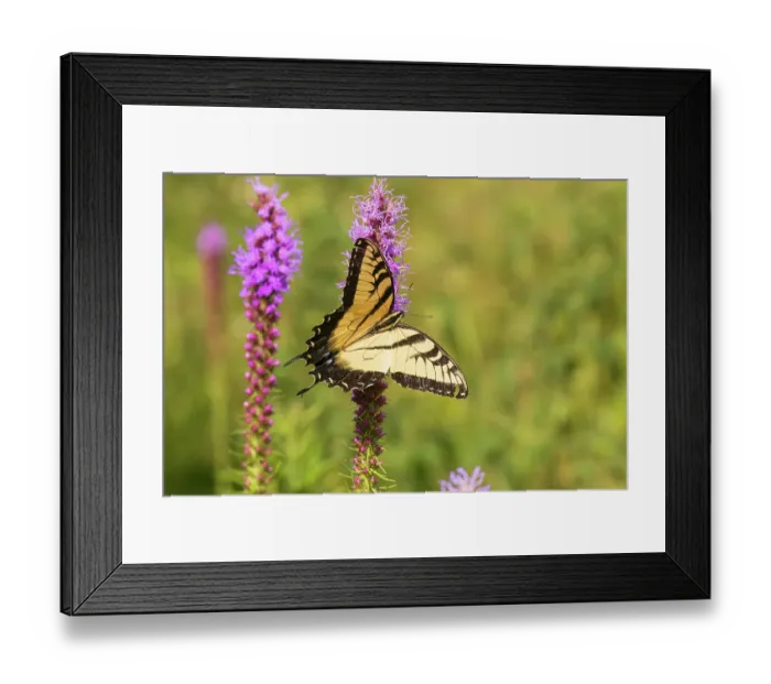 Framed Print : Eastern tiger swallowtail on prairie blazing star, Rock Cave Nature Preserve, Effingham County, Illinois