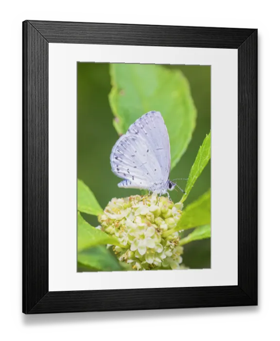 Framed Print : Spring azure on winterberry bloom, Marion County, Illinois Framed Print : Spring azure on winterberry bloom, Marion County, Illinois