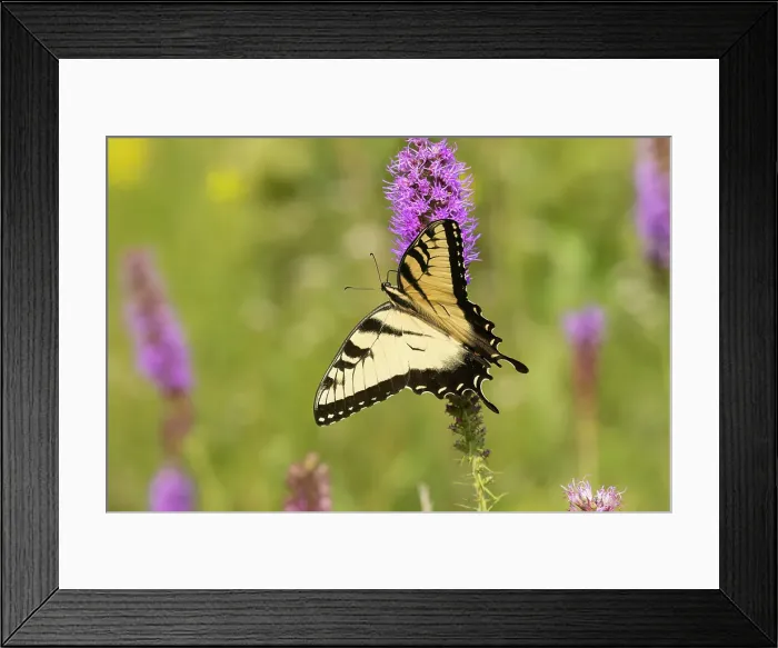 Framed Print : Eastern tiger swallowtail on prairie blazing star, Rock Cave Nature Preserve, Effingham County, Illinois Framed Print : Eastern tiger swallowtail on prairie blazing star, Rock Cave Nature Preserve, Effingham County, Illinois