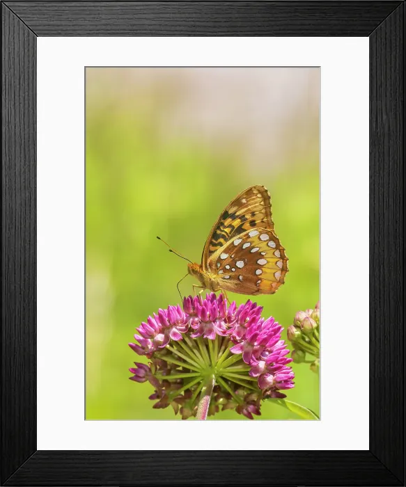 Framed Print : Great spangled fritillary on purple milkweed, Marion County, Illinois