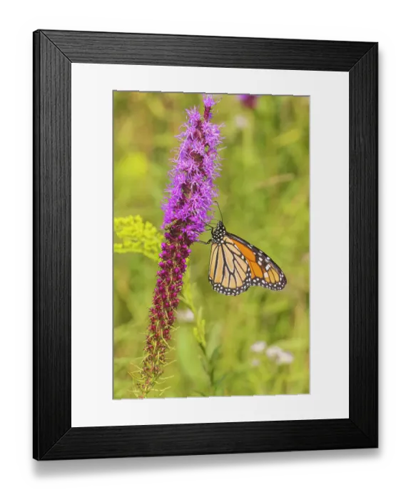 Framed Print : Monarch on prairie blazing star, Rock Cave Nature Preserve, Effingham County, Illinois Framed Print : Monarch on prairie blazing star, Rock Cave Nature Preserve, Effingham County, Illinois