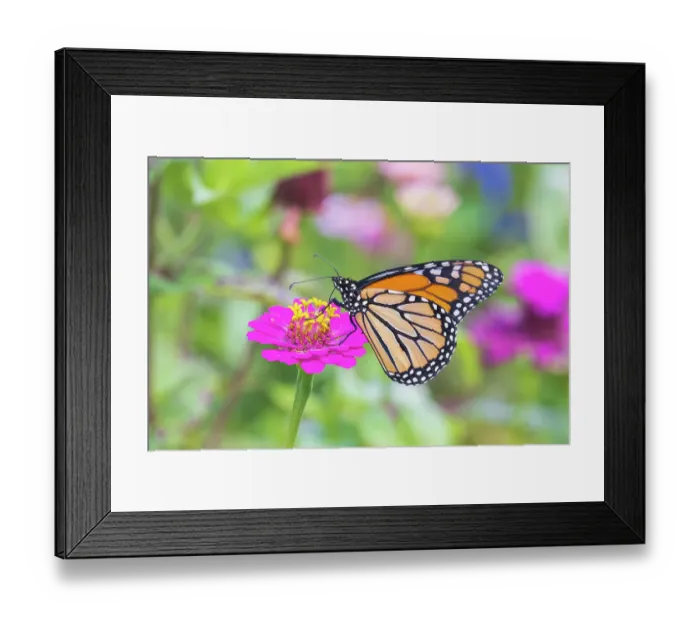 Framed Print : Monarch on zinnia, Marion County, Illinois Framed Print : Monarch on zinnia, Marion County, Illinois