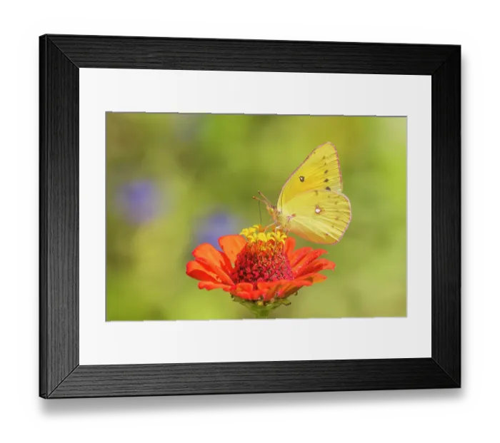 Framed Print : Orange sulphur on zinnia, Marion County, Illinois Framed Print : Orange sulphur on zinnia, Marion County, Illinois