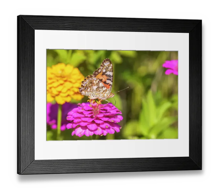 Framed Print : Painted lady on zinnia, Marion County, Illinois Framed Print : Painted lady on zinnia, Marion County, Illinois